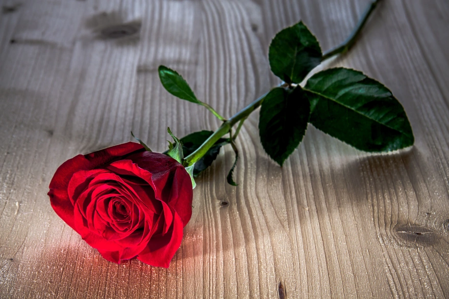 Красная роза лежит на столе