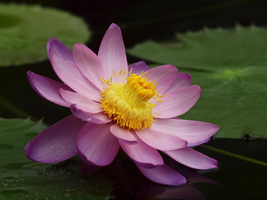 Pink Lotus on the water