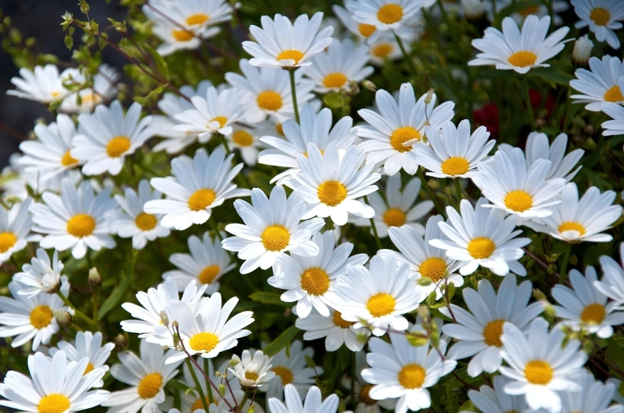 A lot of white daisies