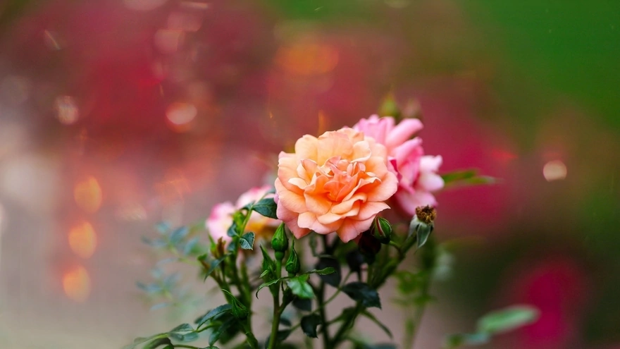 Beautiful roses on blurred background