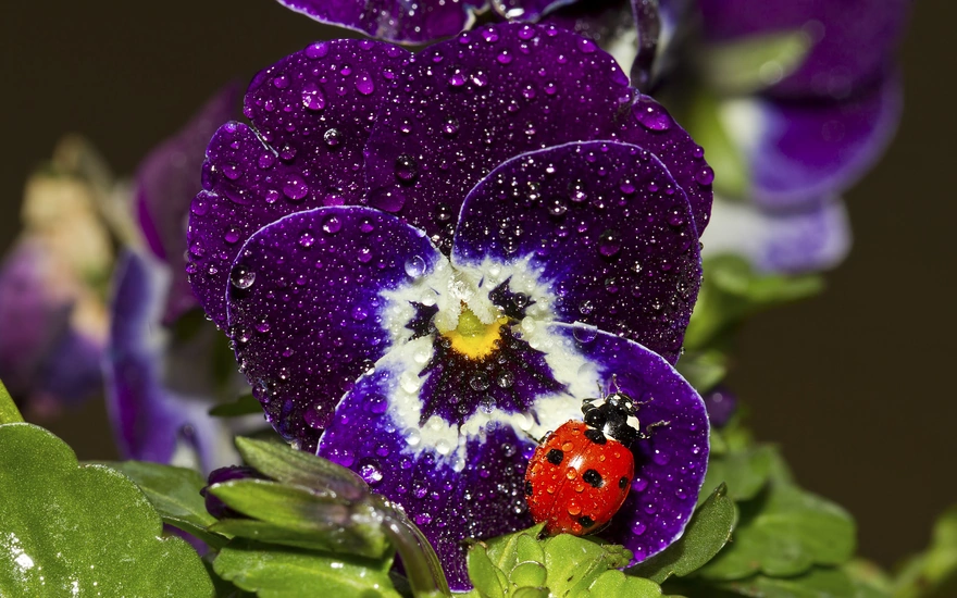 Ladybug sits on a flower covered with drops of water