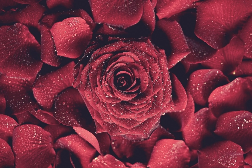 Красная роза и лепестки в каплях воды