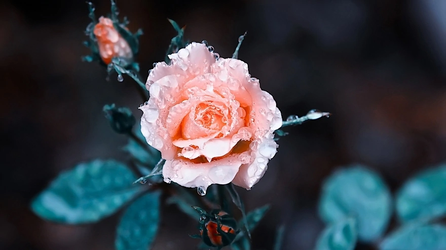 Розовая роза в каплях воды