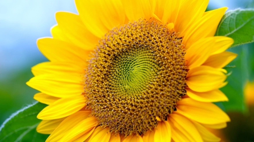 A divine creation of the sunflower