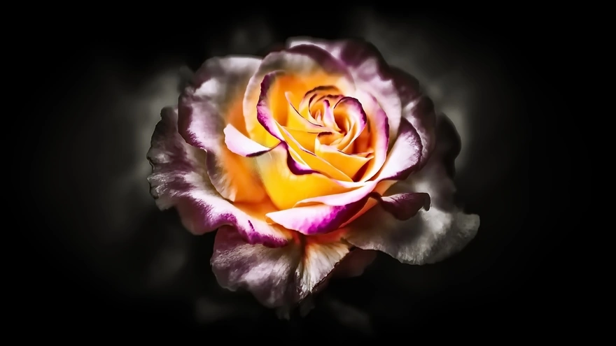 Роза на тёмном фоне