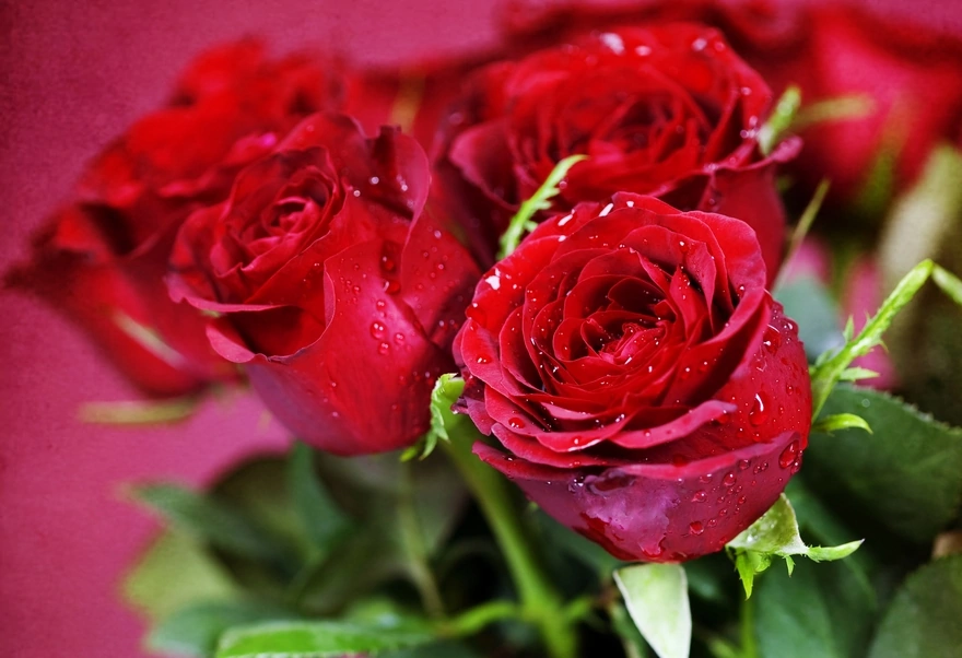 Красный букет роз