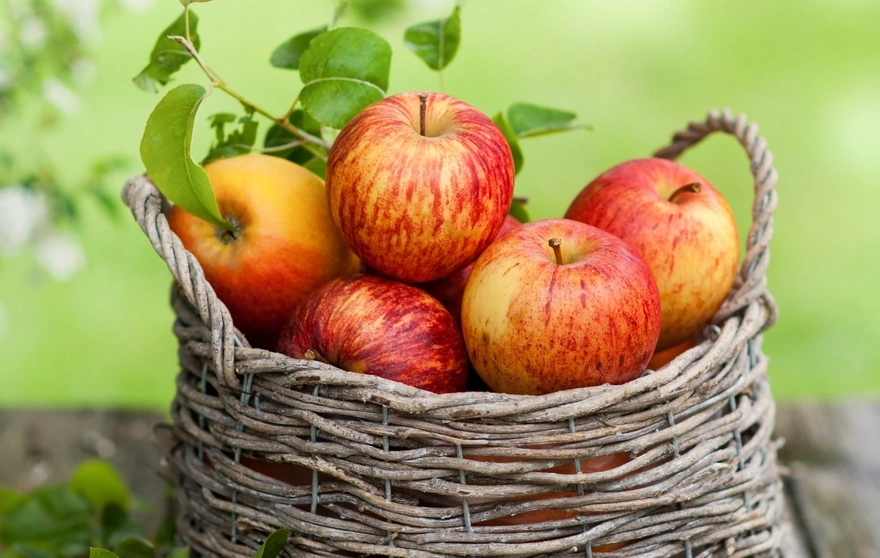 Full basket of ripe apples