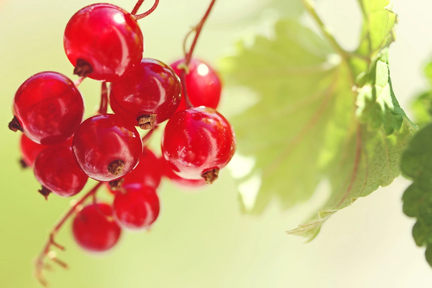 Ripe berries of red currant