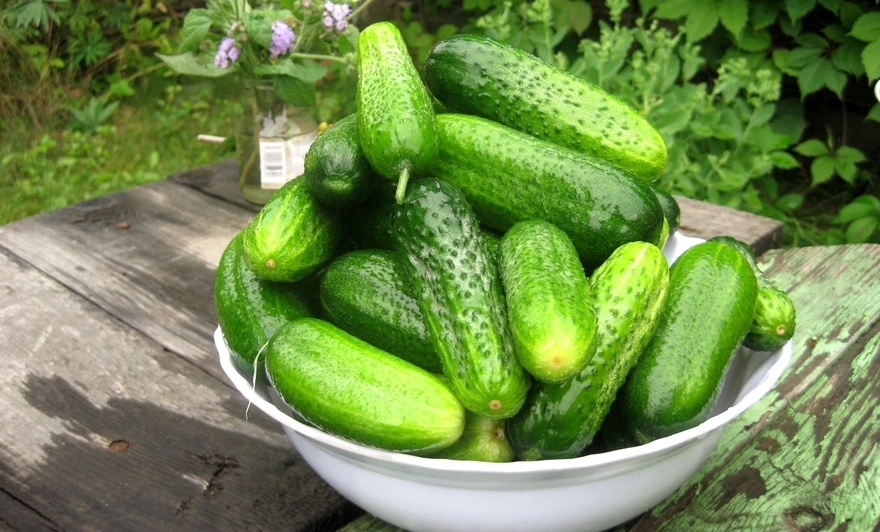 A big bowl of harvest of cucumbers
