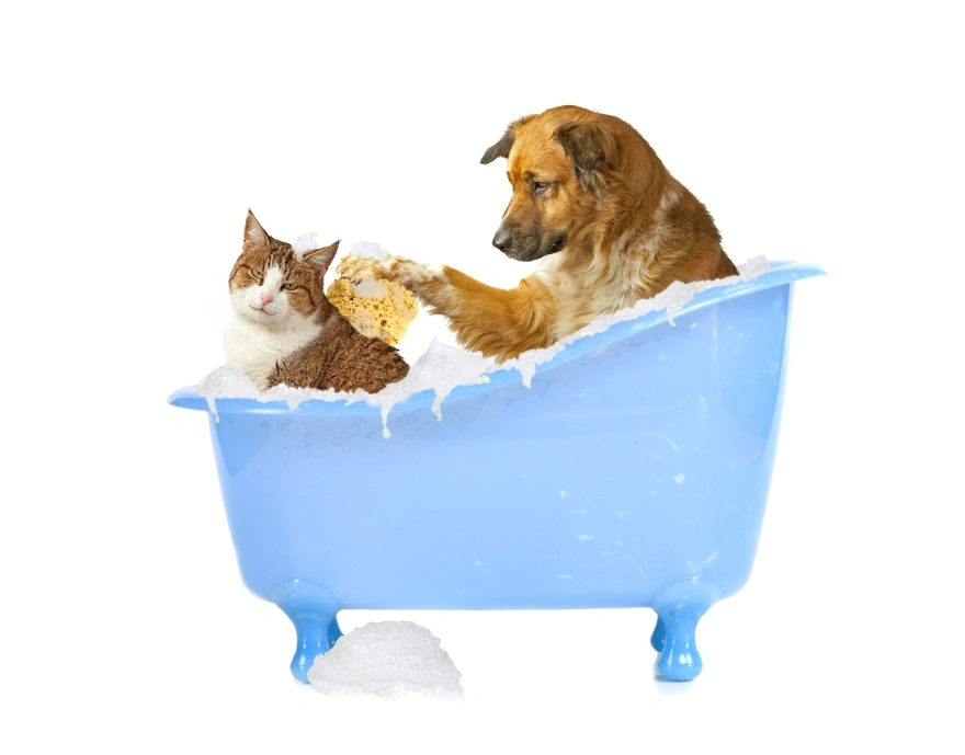 The dog in the tub washes the back of a cat