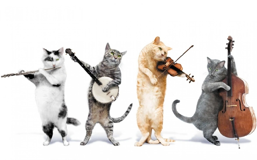 Коты играют на музыкальных инструментах