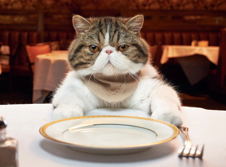 Кот за столом ждёт своего обеда