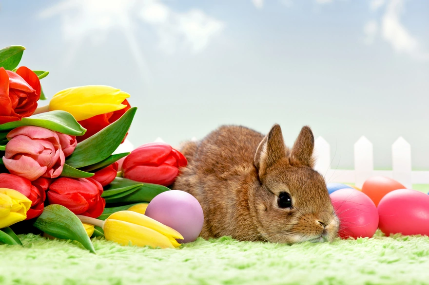 Rabbit, tulips and eggs
