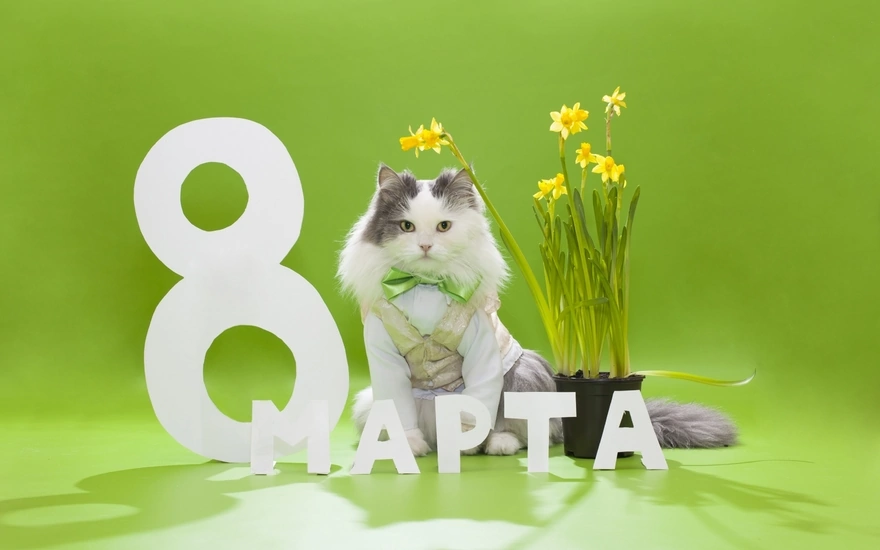 Поздравление с 8 Марта от пушистого кота с зелёным бантом. 