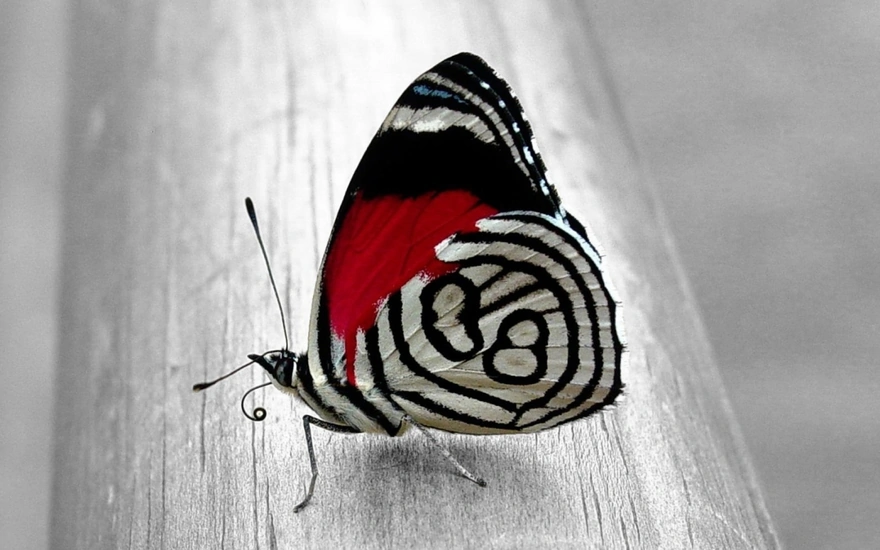 Красивый чёрно-белый с красным окрас бабочки