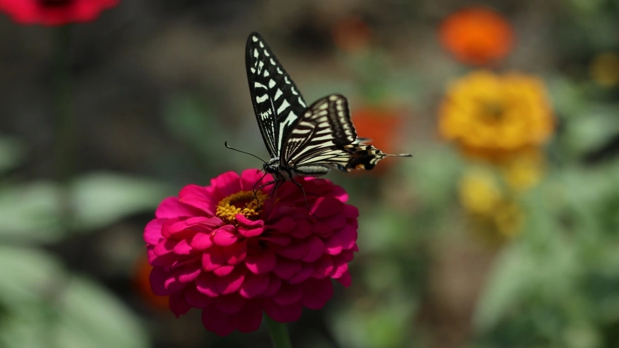 Чёрно-белая бабочка на большом розовом цветке