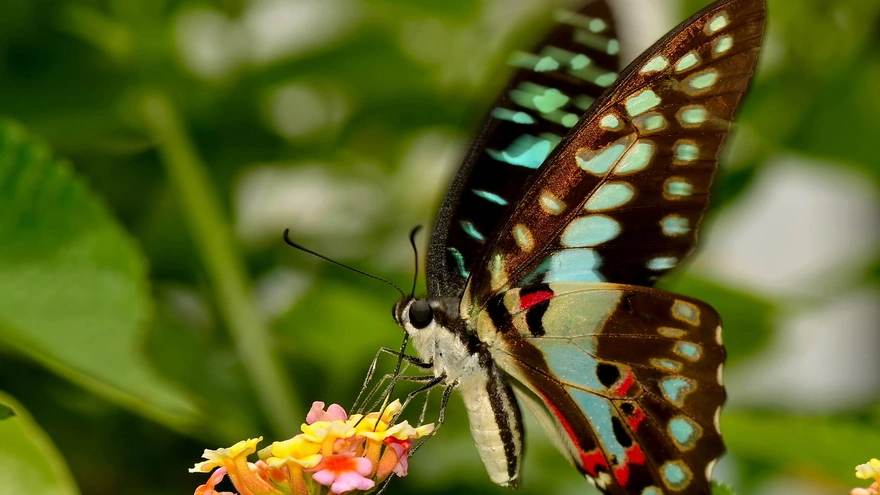 Бабочка собирает нектар с цветка