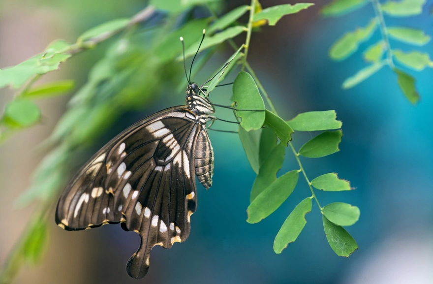 Картинка: Бабочка, крылья, усики, ветка, листья