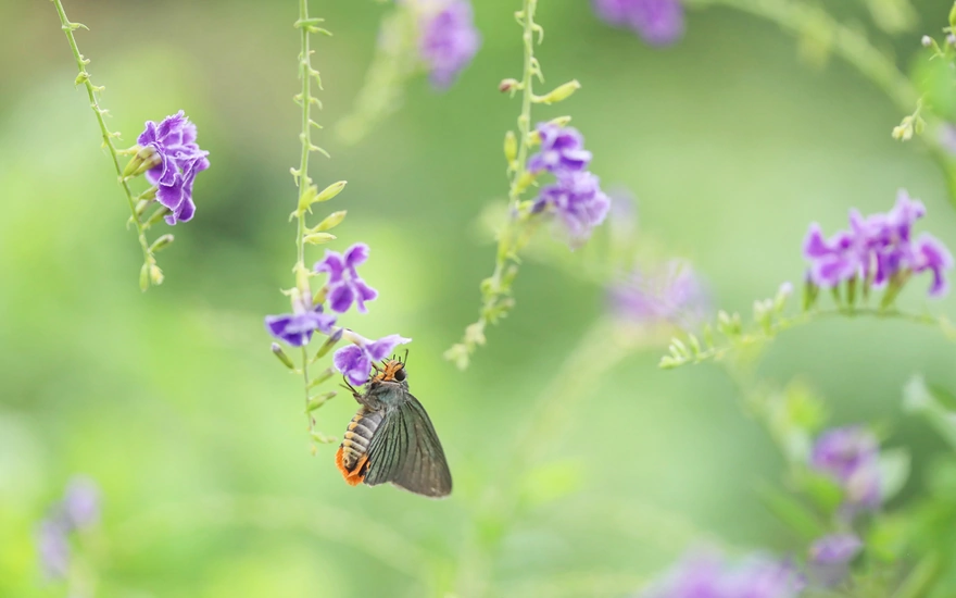 Бабочка на лаванде