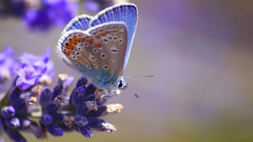 Синяя бабочка на необычном синем цветке