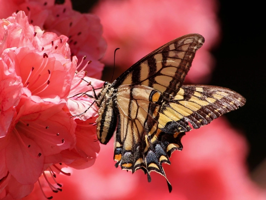 Бабочка на цветке пьет нектар