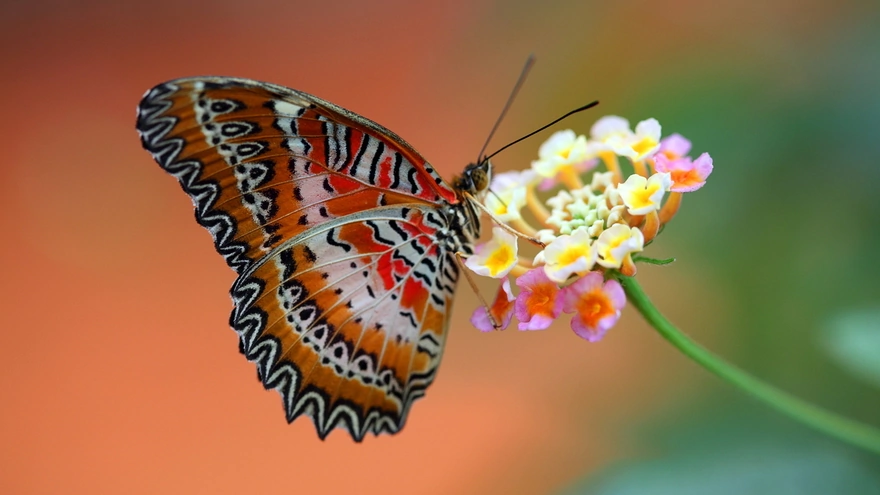 Бабочка яркого окраса сидит на цветке