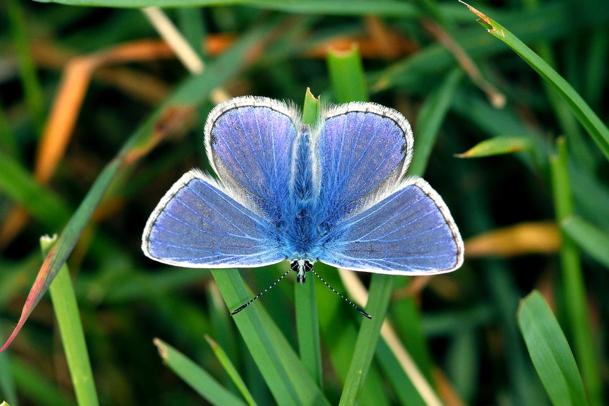 Голубой окрас бабочки
