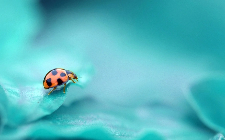 Ladybug close-up