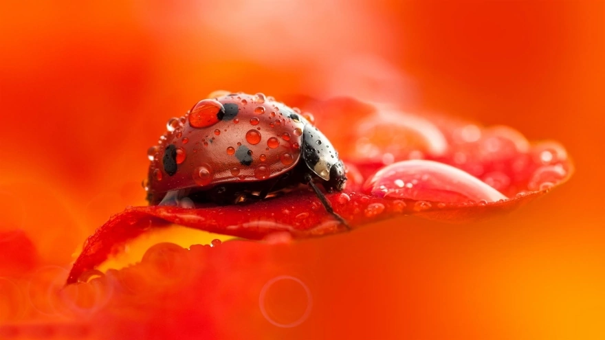 Red ladybug sits on a leaf