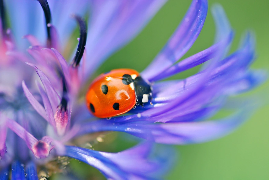 Ladybug sits on a lilac flower