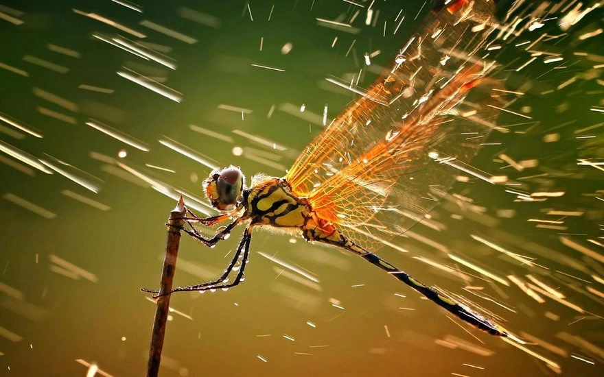 Dragonfly sitting on a twig