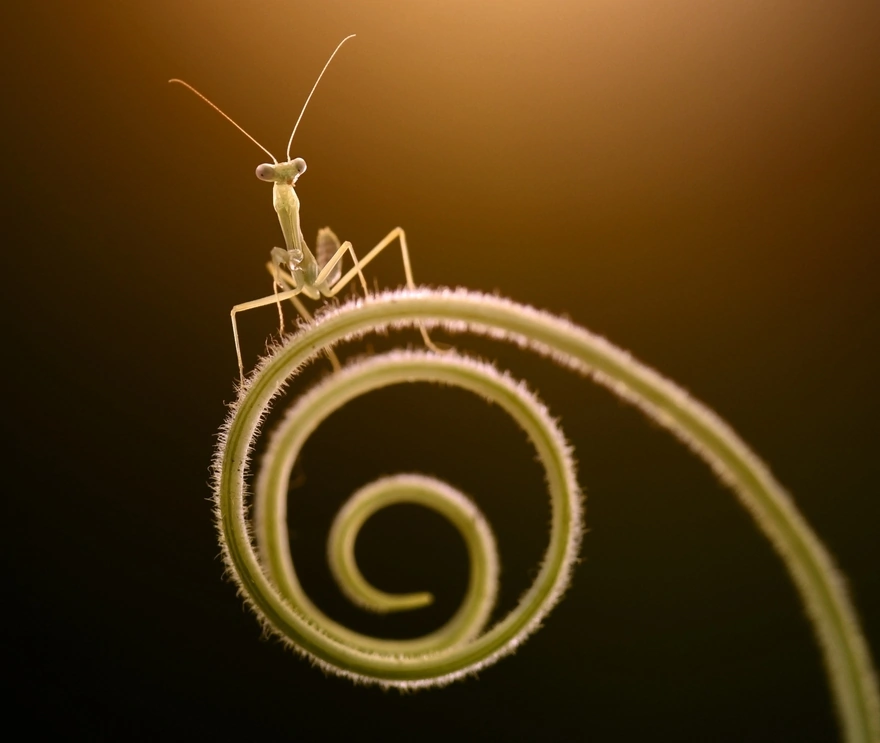 The insect sits on a spiral plant