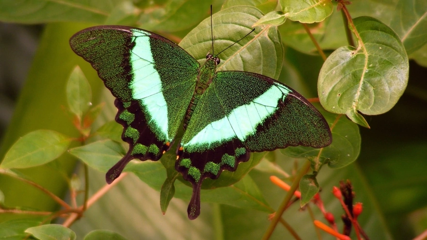 Green butterfly sits on a leaf in the tree