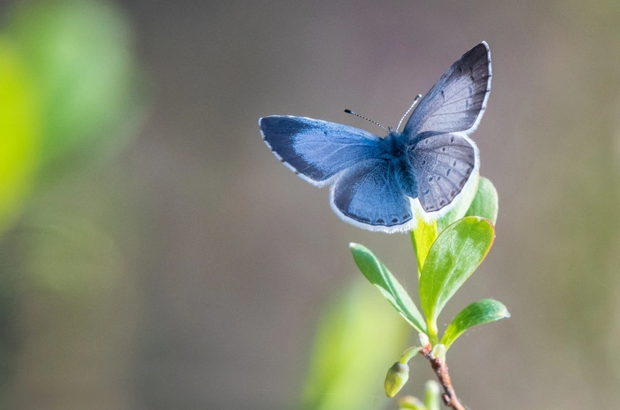 Голубая бабочка на растении