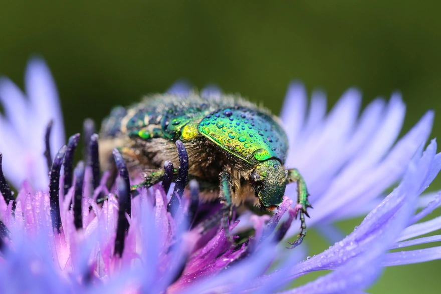 Chafer on the flower