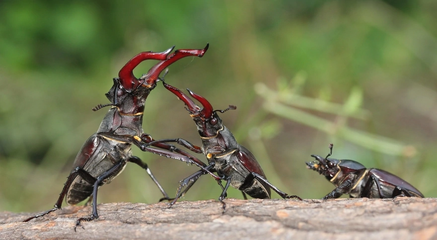 Борьба между жуками