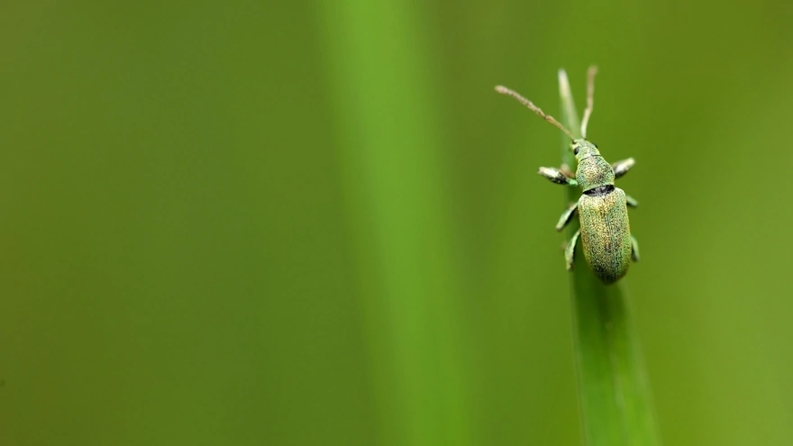 Зелёный жук сидит на травинке