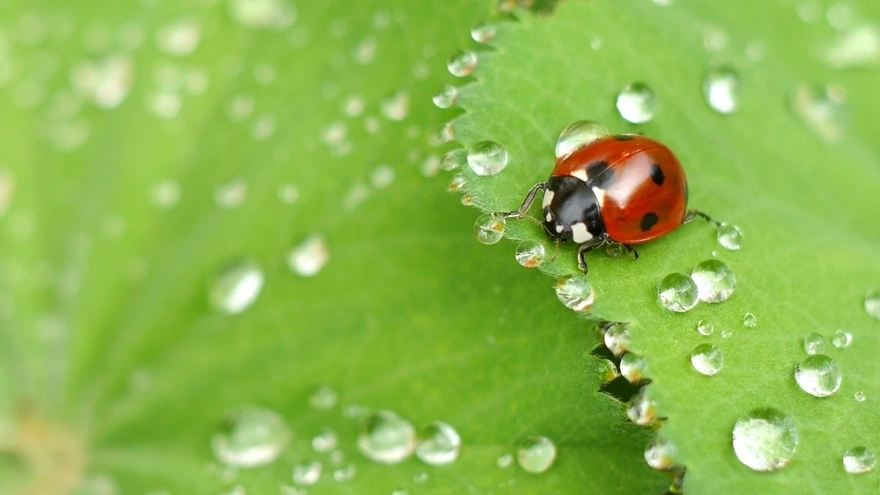 Ladybug and dewdrops on a large green leaf