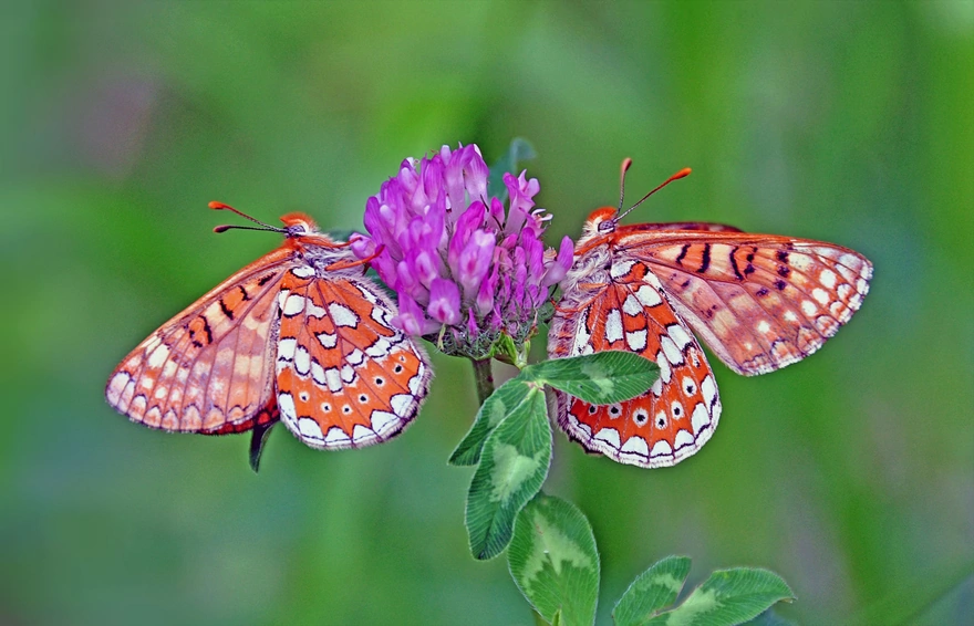 Two butterflies sitting on a clover