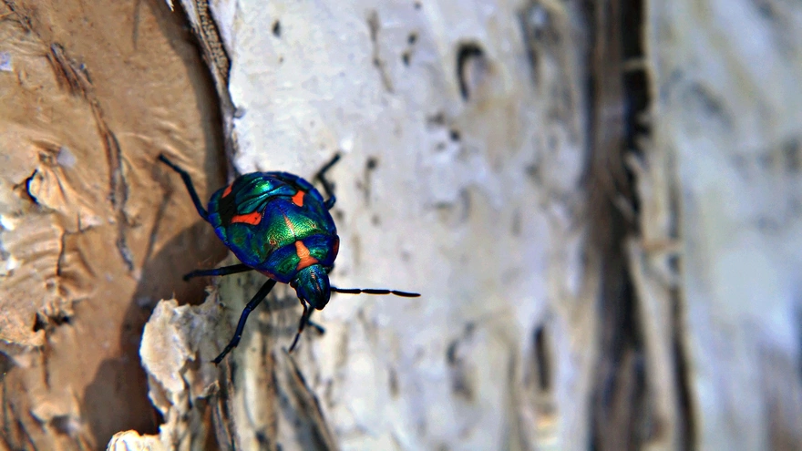 Синий жук ползёт по коре дерева