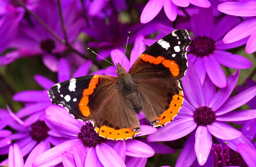 Прекрасная бабочка с яркими пятнами на крыльях расположилась на фиолетовом цветке
