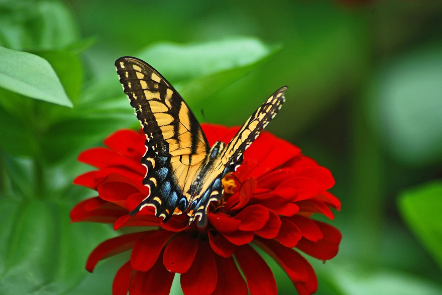 Картинка: Бабочка, крылья, цветок, красный, листья