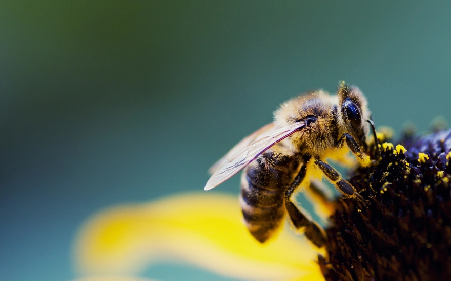 Пчела собирает пыльцу с цветка