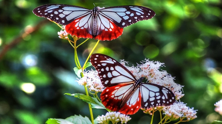 Две бабочки собирают нектар