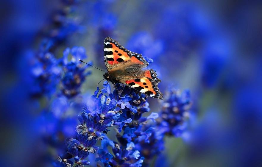 Бабочка крапивница сидит на цветке