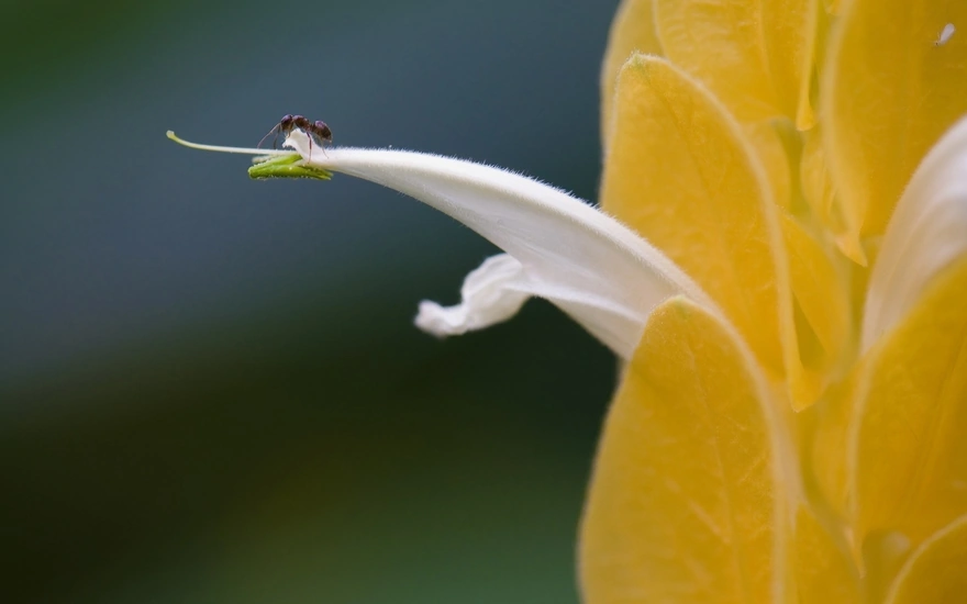 Little ant on the petal of the yellow flower