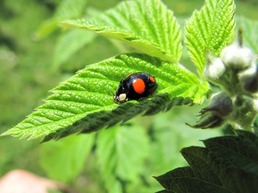 Black ladybug basking in the sunshine on a large leaf