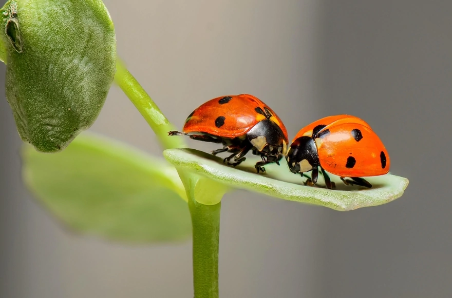 Ladybugs sit on a leaf