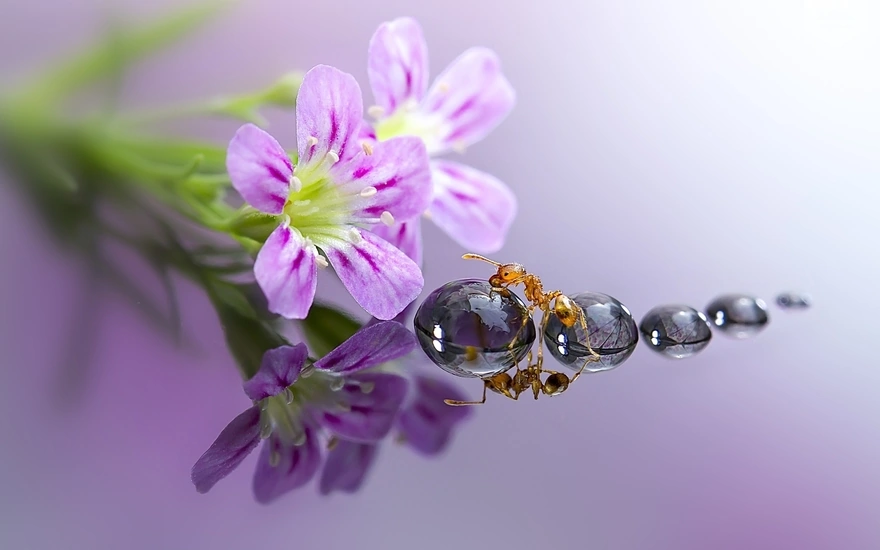 Image: Ant, flower, reflection, drops