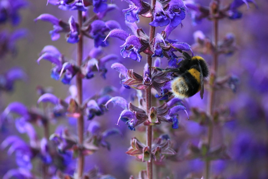 Bumblebee collects nectar from flower
